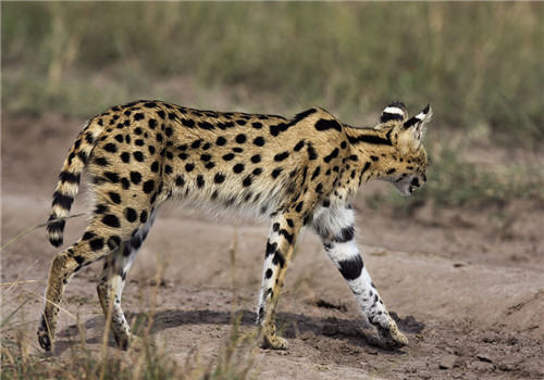 薮猫多少钱一只？