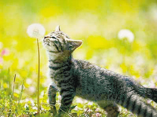 猫咪轻度呕吐的原因分析