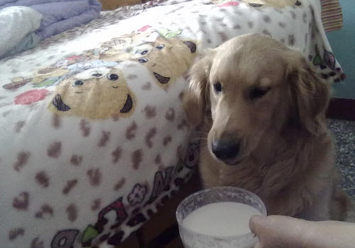 狗狗到底能不能喝牛奶