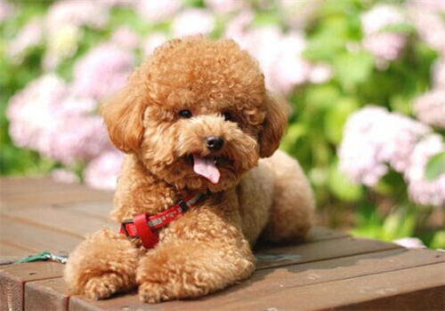 泰迪养不胖怎么办