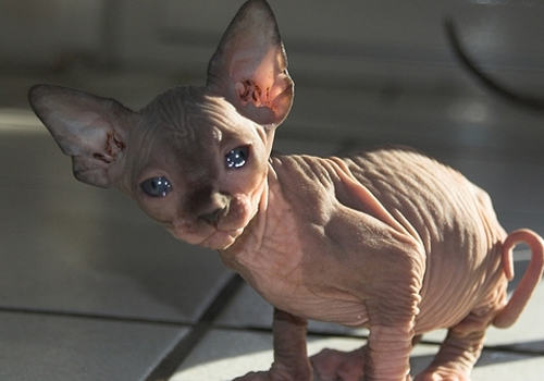 引起猫咪暴食症的原因有哪些