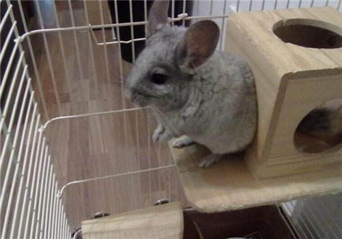 给龙猫洗澡需要知道什么