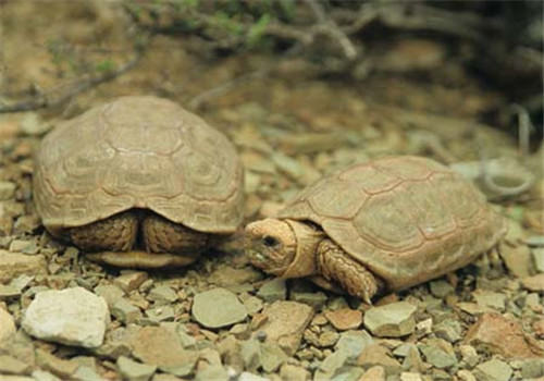 龟的基本常识之龟饲料与龟年龄