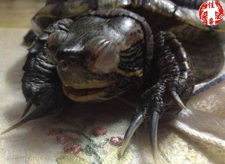 宠物龟医院护理方法 宠物龟医院护理方法