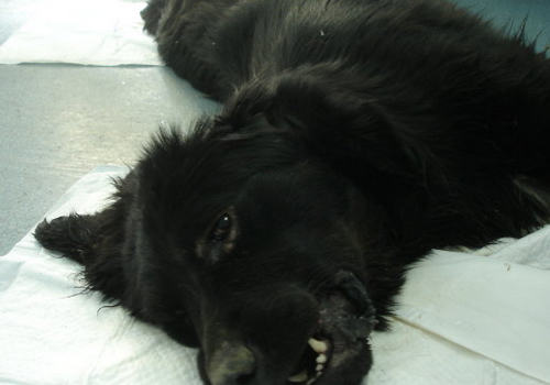 狗狗误食了老鼠药怎么办