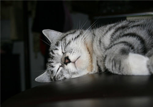 猫咪常见疾病的预防方法
