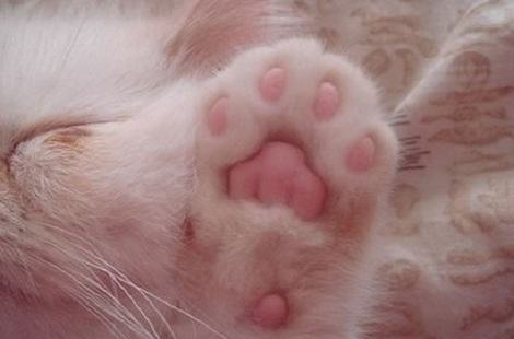 被猫咪抓了会得猫爪热吗？