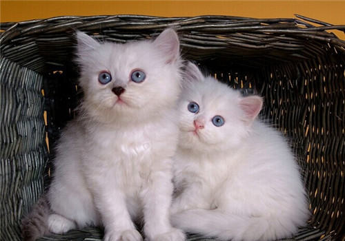 教你自制简易猫玩具