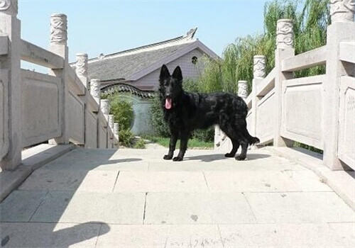 比利时格罗安达牧羊犬的养护知识