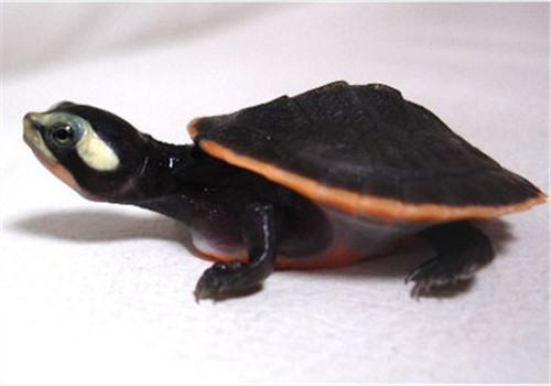 圆澳龟怎么养？