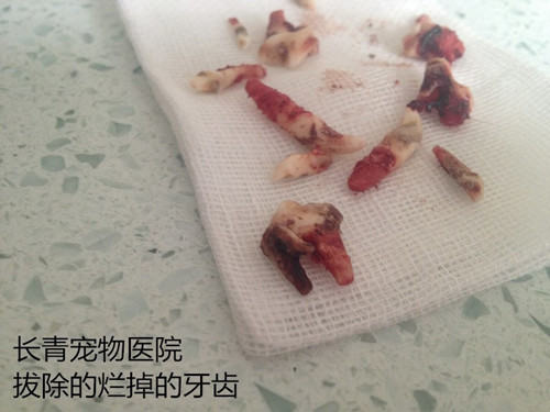 犬猫牙龈炎牙根腐烂导致的颜面瘘