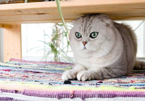 折耳猫领养的注意事项