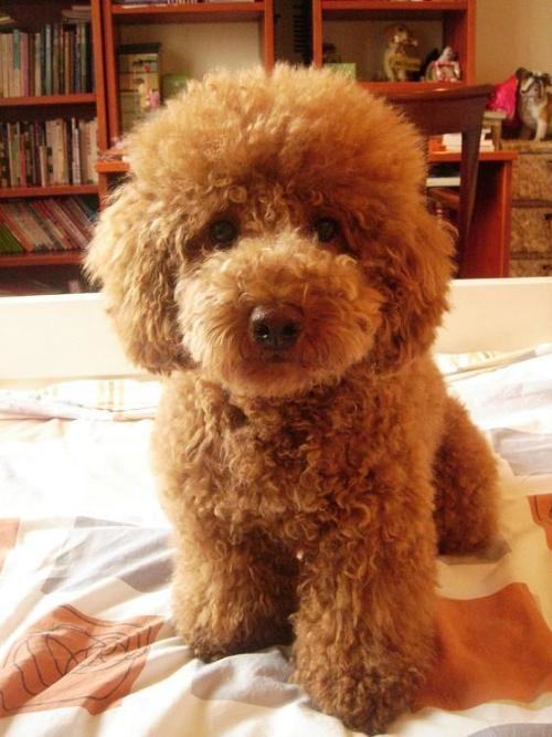 喂养泰迪犬有哪些误区