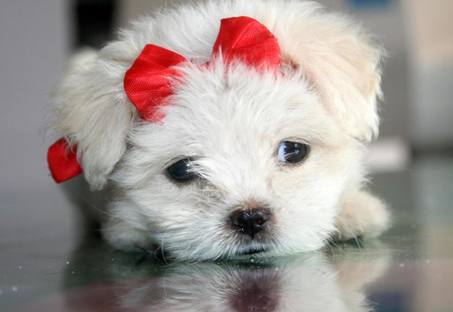 按季节给狗狗挑选最佳食物 按季节给狗狗挑选最佳食物