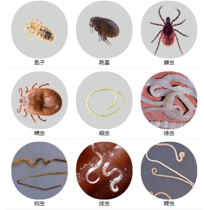 猫怎么驱虫效果好?都要驱哪些虫? 猫怎么驱虫效果好?都要驱哪些虫?