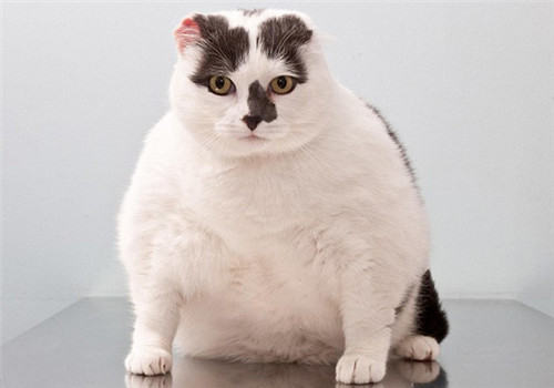 猫咪肥胖会出现哪些危害