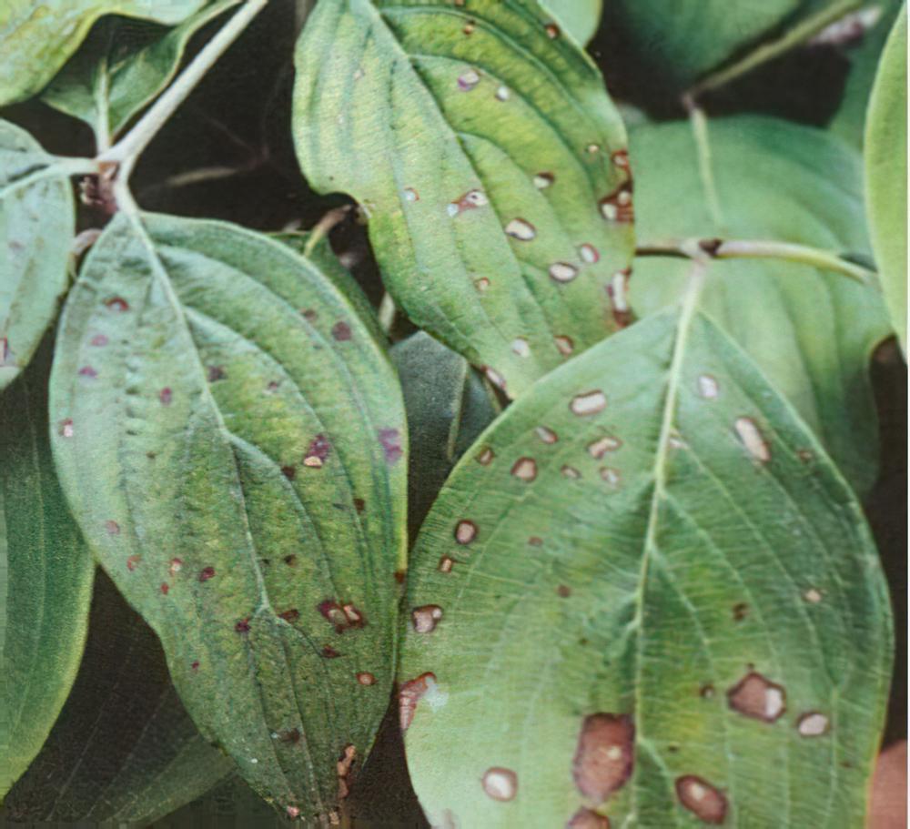 多肉植物常见8大病虫害逐个数