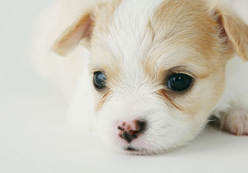 狗狗吃完驱虫药拉稀怎么办