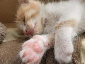 小猫怎么养?小猫常见病 小猫怎么养?小猫常见病