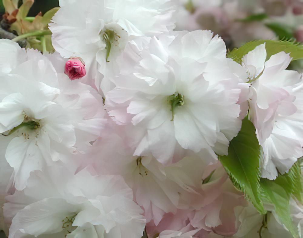 八重红大岛樱花图片