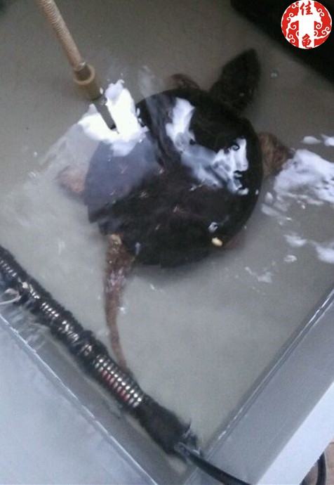 半水栖龟、海龟住院怎么护理 半水栖龟、海龟住院怎么护理