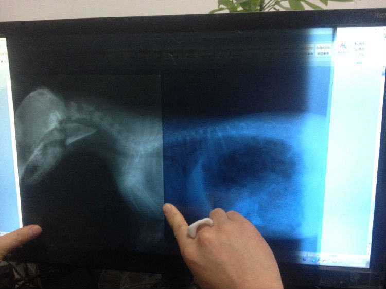 萨摩犬的口腔异物处置办法 萨摩犬的口腔异物处置办法