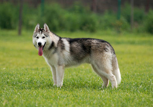 哈士奇的常见坏毛病有哪些