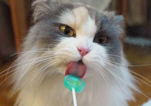 猫咪爱吃甜食吗？