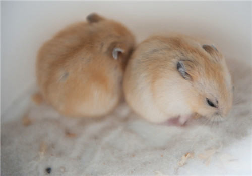 揭秘仓鼠的假死行为