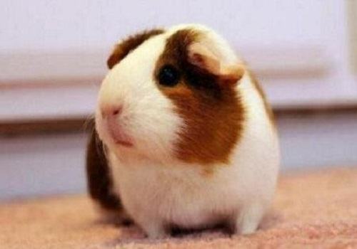 荷兰猪怎么饲养?荷兰猪怎么分公母?