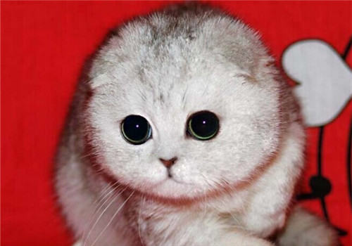 苏格兰折耳猫有哪些遗传疾病 苏格兰折耳猫有哪些遗传疾病