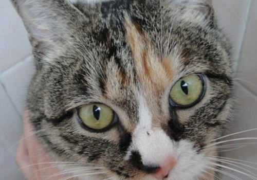 猫咪的泪痕怎么处理