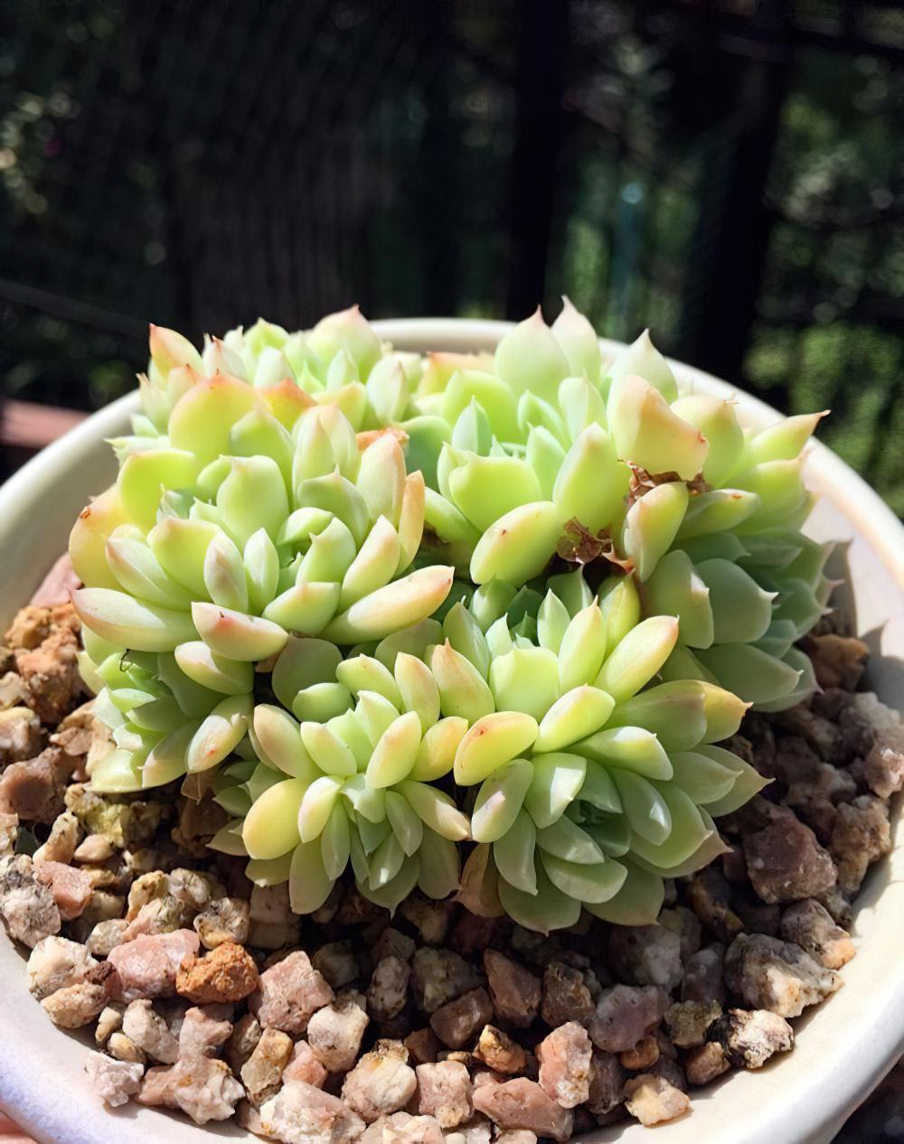 瘦死的骆驼比马强！季节的变化还是让肉肉们开始悄悄变美