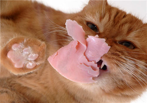 给猫咪吃火腿肠真的好吗?