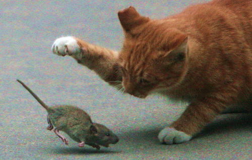 猫为什么会抓东西送给你