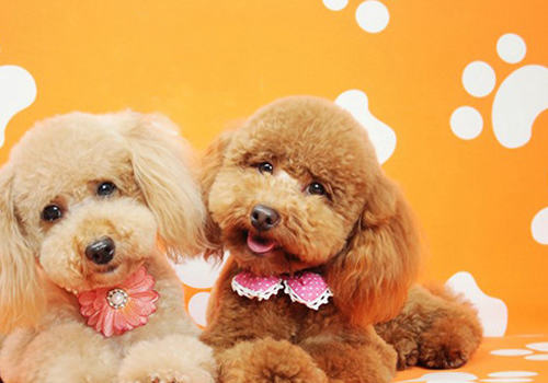 狗狗美毛的黄金季节是什么时候 狗狗美毛的黄金季节是什么时候