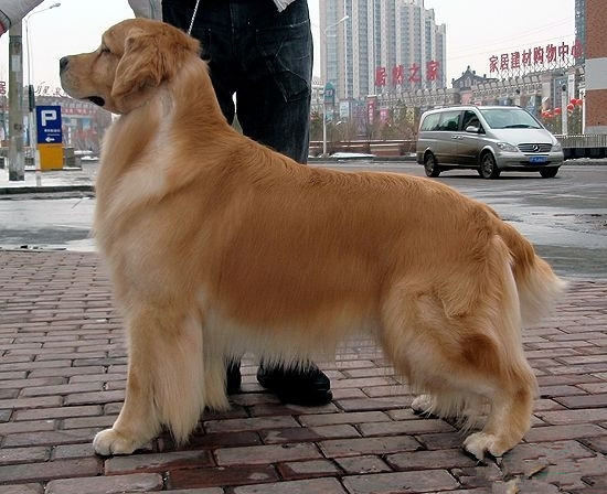 金毛犬的随行及坐立的训练要点