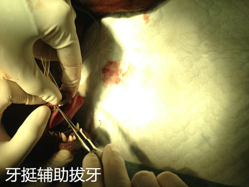 泰迪犬双排牙的危害