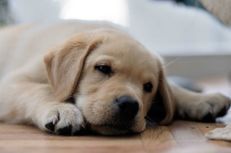 如何给拉布拉多犬洗澡