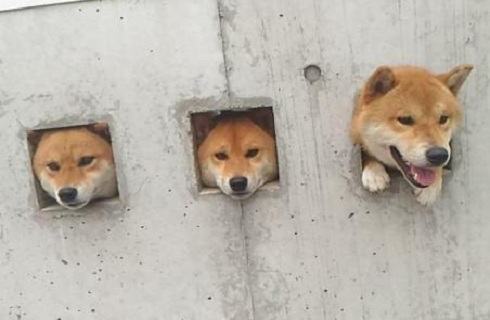 能给柴犬喂骨头啃吗？