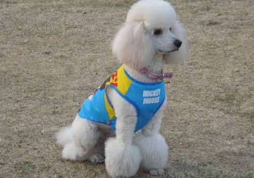 贵宾犬的智商怎么样