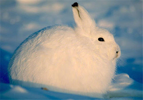 怎样帮助兔子过冬 怎样帮助兔子过冬