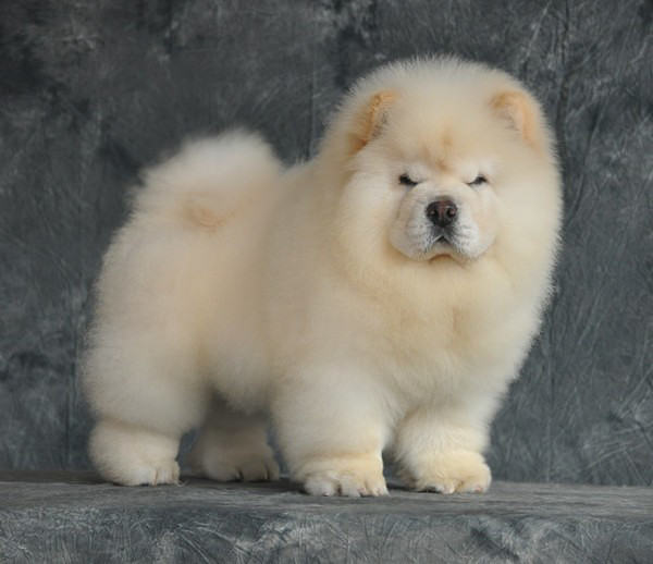 松狮缺乏维C表现