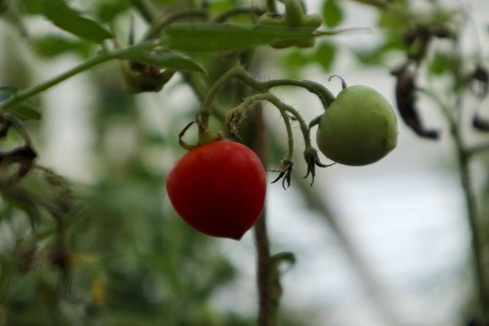 番茄育苗时间