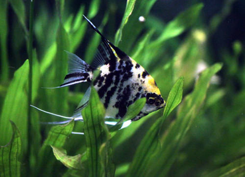 埃及神仙鱼的挑选要点