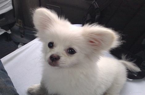 什么样的蝴蝶犬才算是纯种的？