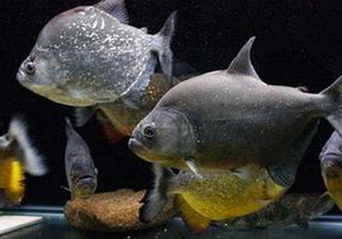 加拉辛水虎鱼苗的饲养