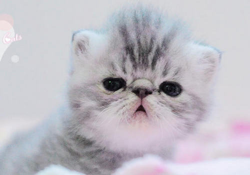 培养猫咪养成良好的饮食习惯