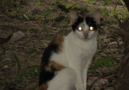 猫咪眼睛的奥妙——为什么夜间猫咪眼睛会发光？