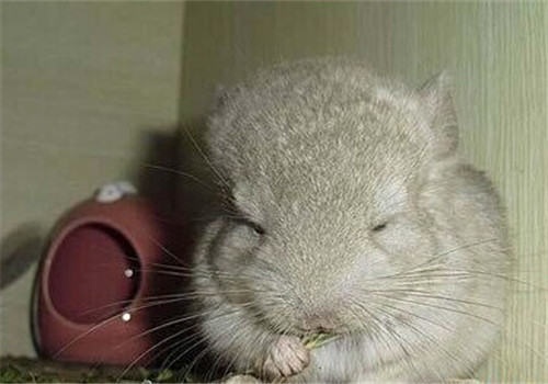 龙猫多少钱一只